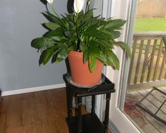 peace lily /  fern stand
