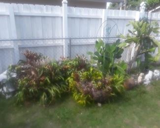 3 staghorn ferns, pots, concrete animals and more