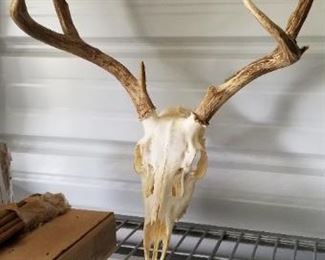 Deer Skull/Antlers $40