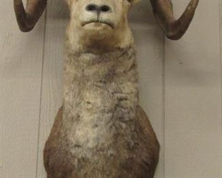 Mounted Mountain Goat Head