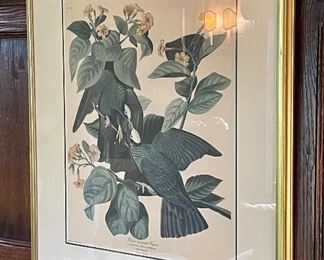 Item 143:  (4) Hand Colored Etchings - 23.75" x 27.5":   $95 each                                                                                              White Crowned Pigeon, Black & Yellow Warbler, Carolina Parrot, Rose-Breasted Grosbeak                                                                             