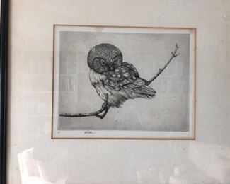Owl, pencil drawing