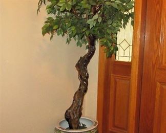 Hydro ficus tree in fish bowl