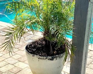 4-	Pair of Palm trees in plastic pots 	18”H x 20”w x 4’H overall	$150