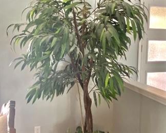 36-	Ficus 	7.5’H x 43”W							$60