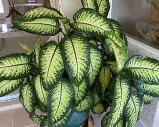 Beautiful live Dieffenbachia plant in a very nice ceramic pot