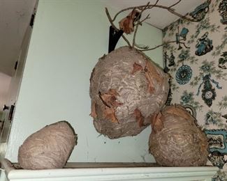Old paper wasp nests