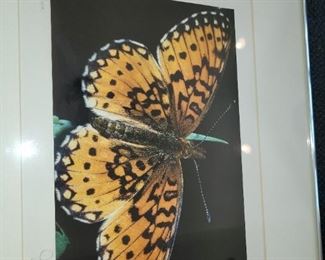 Butterfly foto