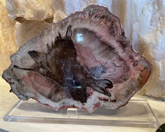 Large piece of petrified wood on display stand. 