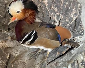 Mandarin Duck taxidermy mount.