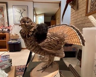 Male Ruffed Grouse taxidermy mount.