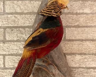European Golden Pheasant taxidermy mount.