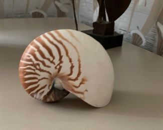 Large natural nautilus shell