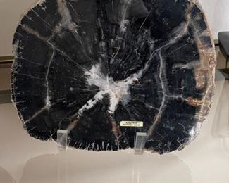 Small piece of petrified wood on display stand