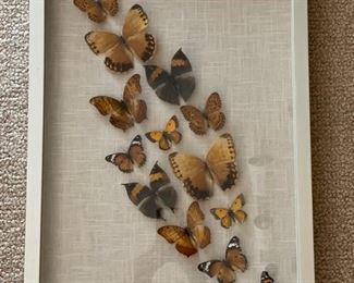 Butterfly taxidermy collection