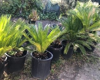 Sago palms! 