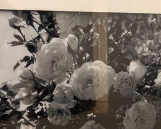 Connor Grove Framed Black and White Rosebush