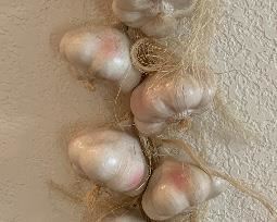 Ceramic Garlic