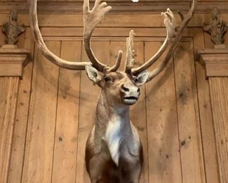 Mounted Caribou Reeindeer. Truely a Massive Piece in Excellent Condition