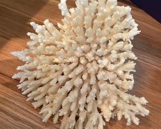 Decorative piece of coral