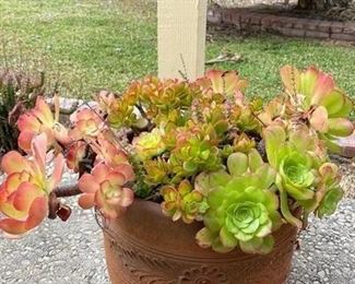 Succulents in Terra Cotta Pot