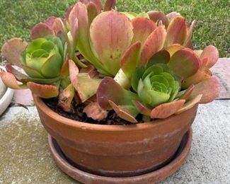Terra Cotta Pot with Plants