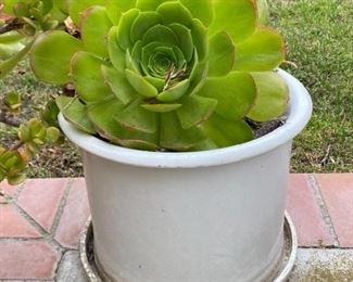 White Pot Succulents