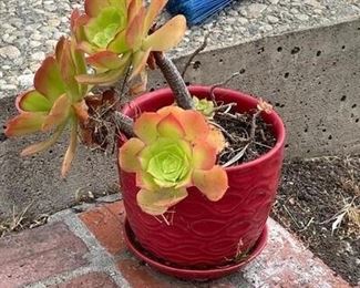 Small Red Pot of Succulents