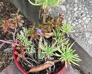 Red Pot of Succulents
