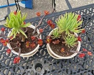 Matching Potted ASucculents