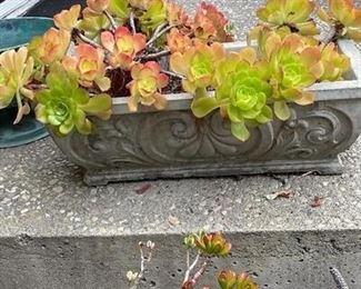 Rectangle Potted Succulents