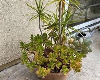 Large potted plant in terra cotta pot