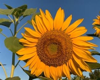 Seed packets from these sunflowers!