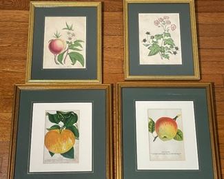 (4pc) FRUIT & BOTANICAL PRINTS | Each matted in a gilt frame, including a peach, flowers, and apples; largest overall 17 x 15 in.