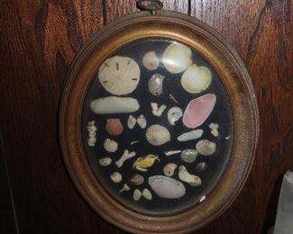Framed Vintage Shells