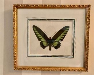 $95 Butterfly print #1 -  11" H x 12.5" W. 