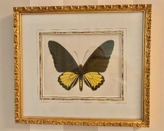 $95 butterfly print #2 -  11" H x 12.5" W. 