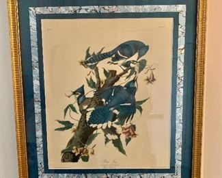 $160 - "Blue Jay"  print - after original by Audubon - 26.5" H x 23" W. 