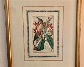 $95 Walter Hood Fitch and Vincent Brooks botanical print  21.75" H x 17.5" W. 