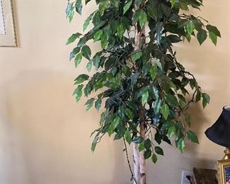 Indoor tree plant