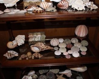 More shells 