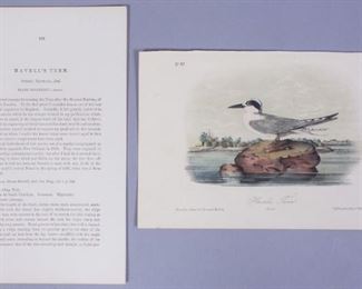 19c John J Audubon Octavo HC Lithograph Havell's Tern