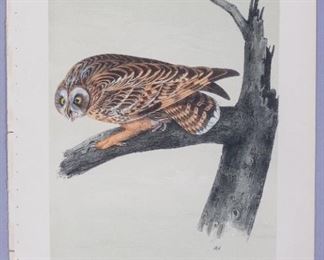 19c John J Audubon Octavo HC Lithograph Short-Eared Owl