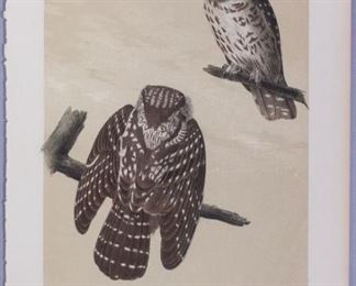 19c JJ Audubon Octavo HC Lithograph Tengmalms Night Owl