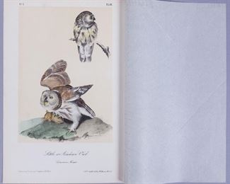19c JJ Audubon Octavo HC Lithograph Little/Acadian Owl