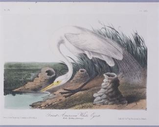 19c JJ Audubon Octavo HC Print American White Egret