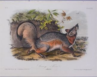 19c John J Audubon Octavo HC Lithograph Gray Fox