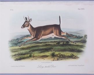 19c JJ Audubon Octavo HC Lithograph Long-Tailed Deer