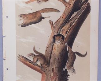 19c JJ Audubon Octavo HC Print Common Flying Squirrel