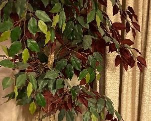 Life Size Ficus Silk Tree in Flower Pot